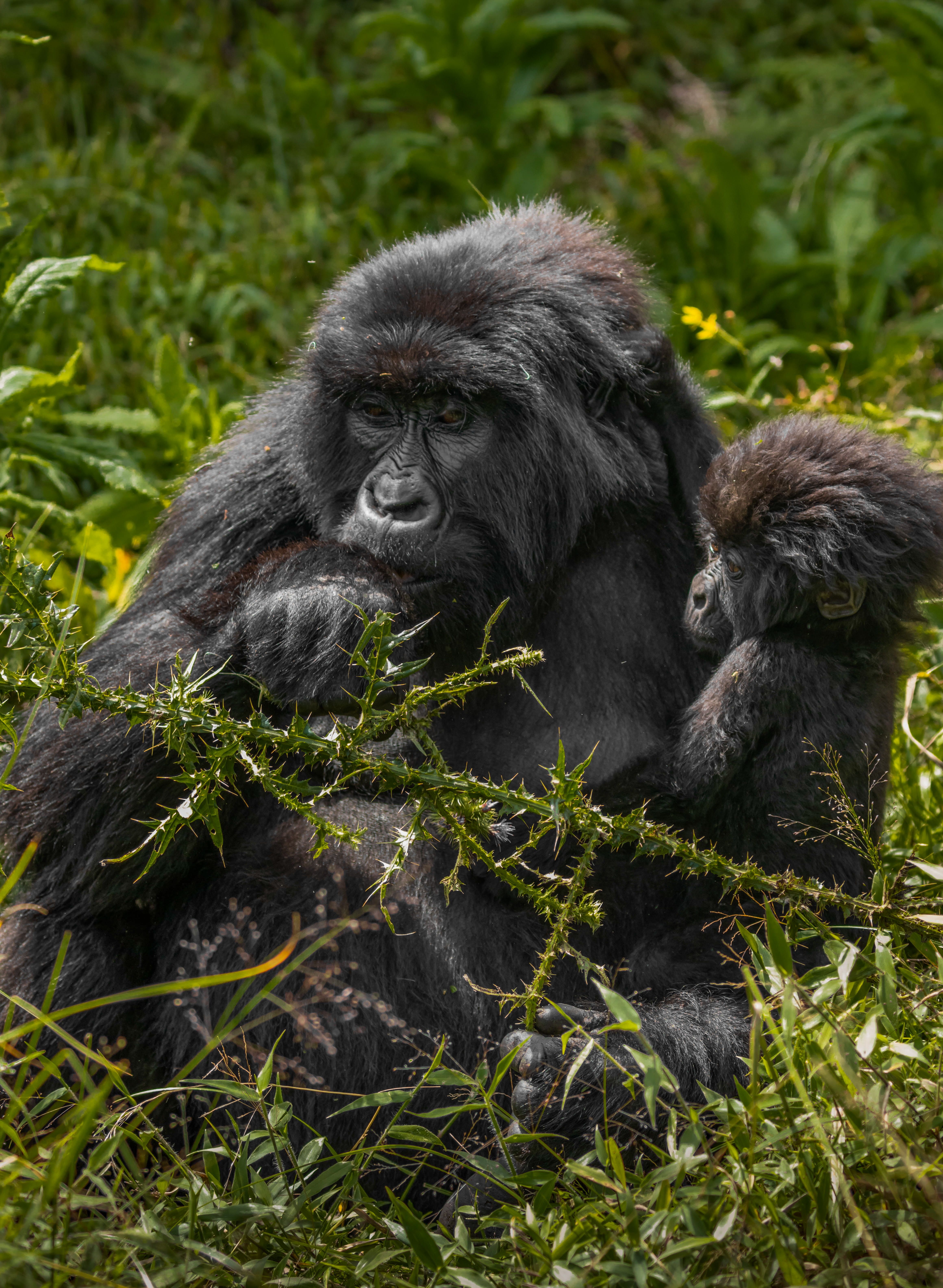 Mountain gorilla in a misted green Ugandan forest