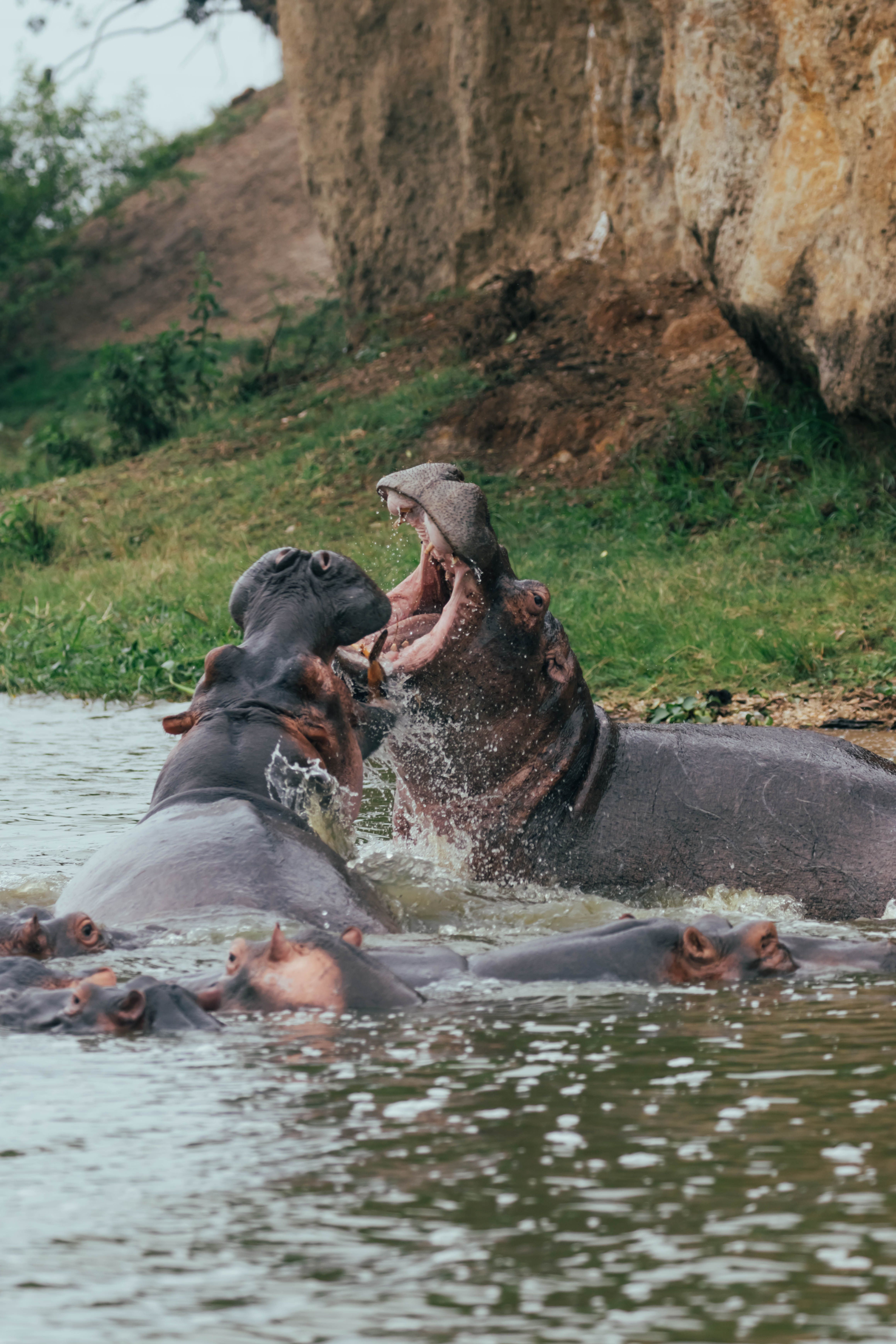 Two hippos sparring with open jaws in a Ugandan waterway