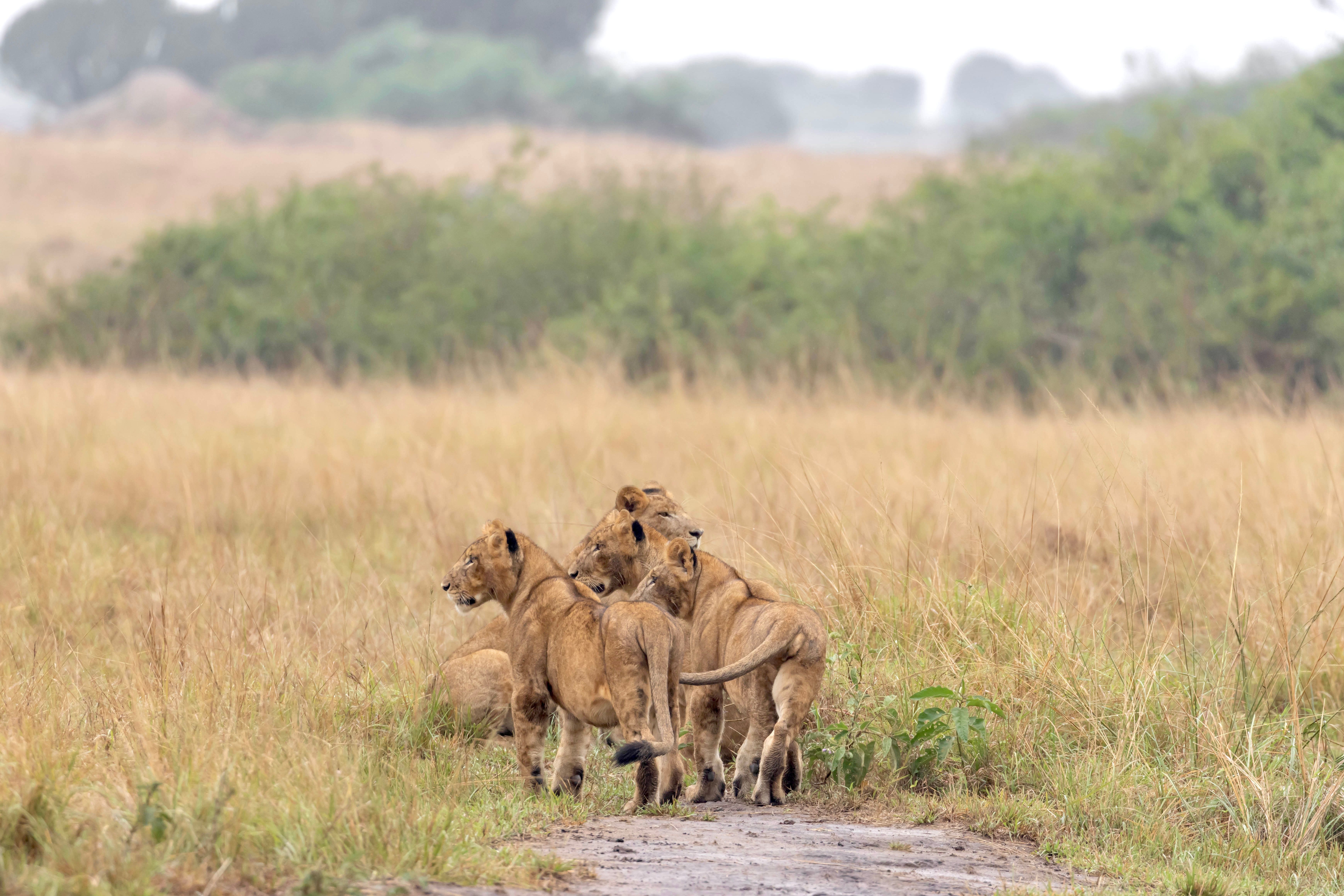 Lion resting in golden grass in Kenya