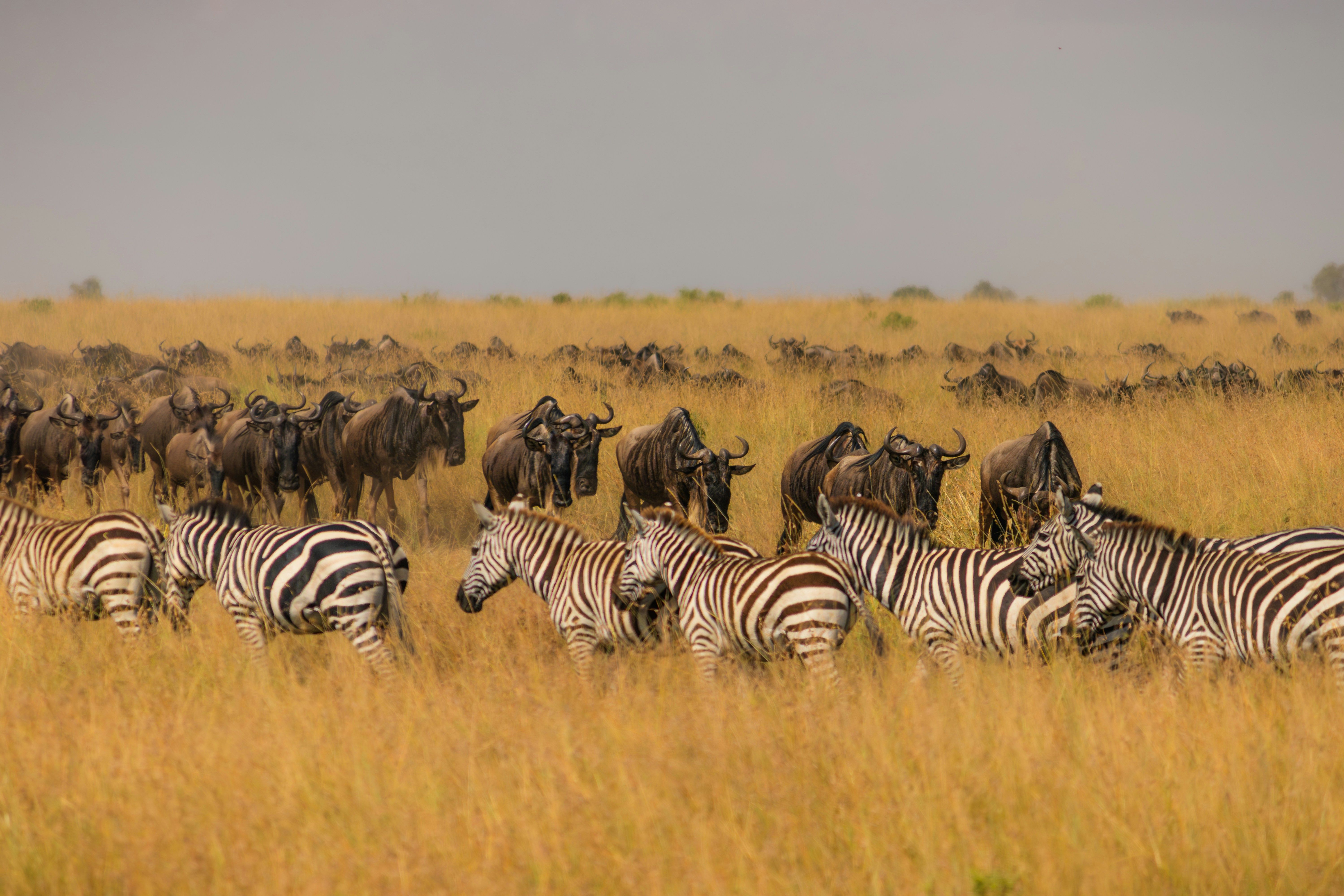 Wildebeest and zebra herds crossing dusty East African plains