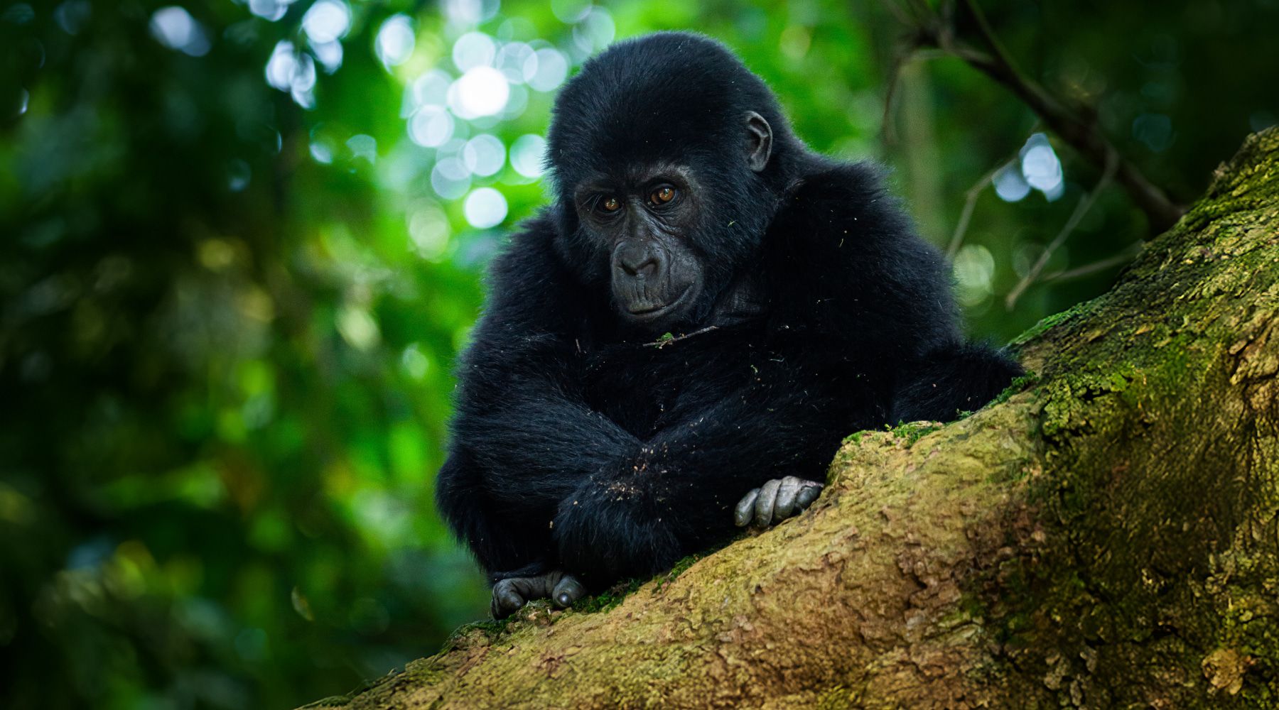 A mountain gorilla partly visible in a misty Ugandan rainforest